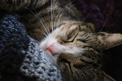 Close-up of cat sleeping