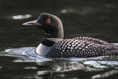 Close-up of duck swimming on lake