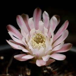 Close-up of pink orchid against black background