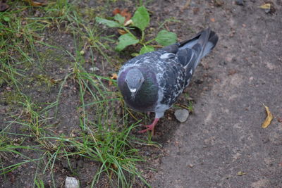 High angle view of bird on land