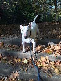 White dog standing on leaves