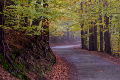 Empty road amidst trees in forest during autumn