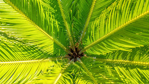 Close-up of palm leaves