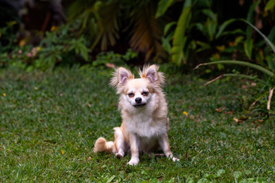 Smiling pomeranian chihuahua mix in a green yard in florida.