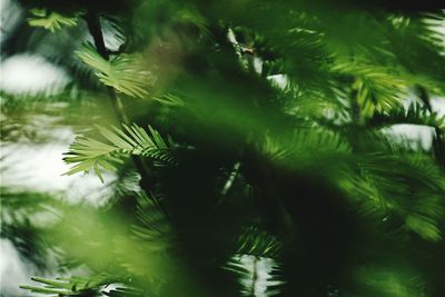 Close-up of leaves