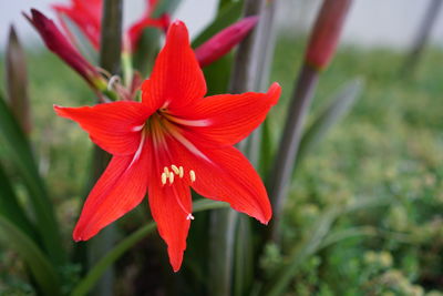 Close-up of red hibiscus blooming outdoors