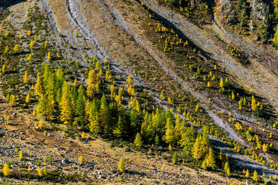 Pine trees in forest