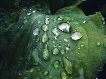 Close-up of raindrops on leaves