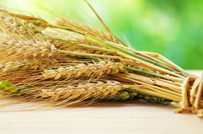 Bunch of wheat plants on table