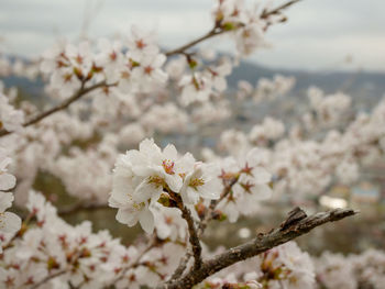 Close-up of cherry blossom