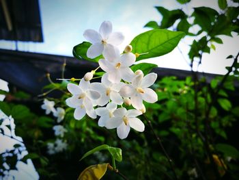 Close-up of white flowers blooming outdoors