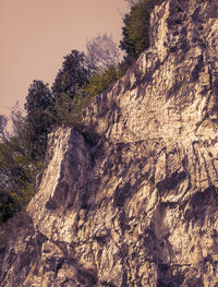 Trees on mountain