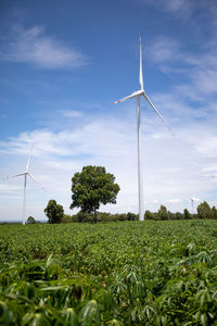 Wind turbines in the cassava field