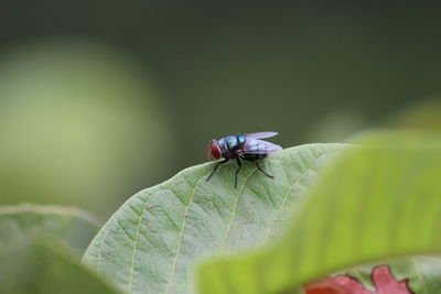 Close-up of housefly on leaf