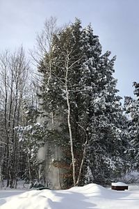 Bare trees on snow covered landscape