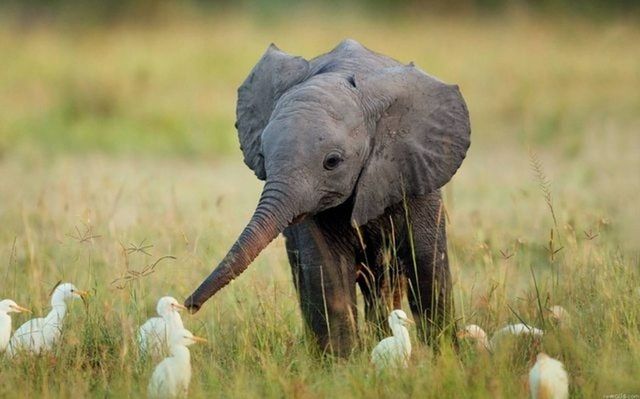 animal themes, grass, field, animals in the wild, wildlife, grassy, focus on foreground, nature, livestock, day, close-up, no people, standing, landscape, outdoors, bird, beauty in nature, one animal, mammal, meadow