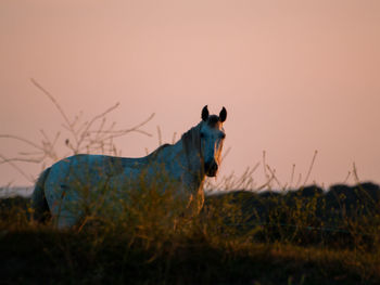 Side view of horse standing on field against sky