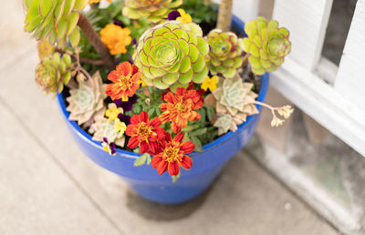 Close up of bright flowers in flowerpot