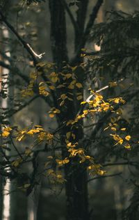 Close-up of yellow flowering plant