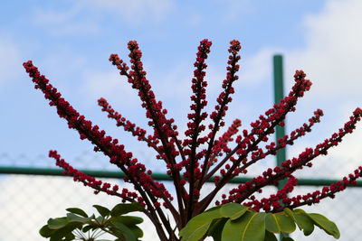 Close-up of flowering plant against sky