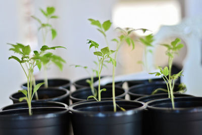 Close-up of potted plant