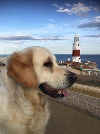 Close-up of dog sitting on beach against sky