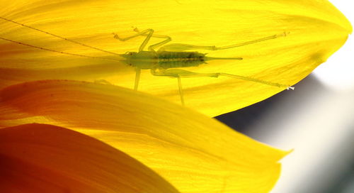 Macro shot of nymph insect on sunflower petal
