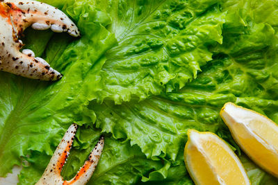 Close-up of food on plate