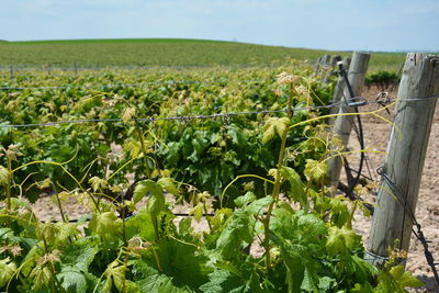 View of vineyard