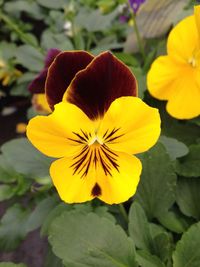 Close-up of yellow flower blooming outdoors