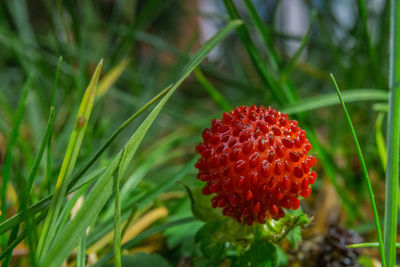 Close-up of red flower growing on field