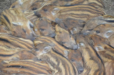 Full frame shot of young wild boars sleeping outdoors