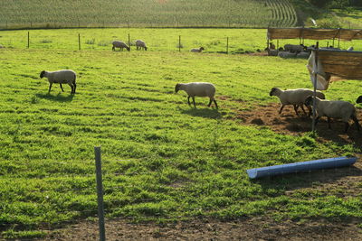 Sheep grazing in field