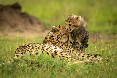 Cheetah cub licks lips standing with mother