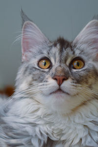 Close-up portrait of cat