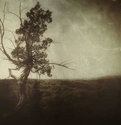 Trees on field against sky