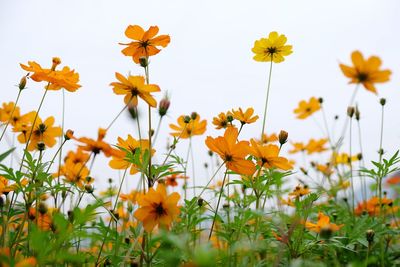 Close-up of yellow cosmos flowers blooming on field