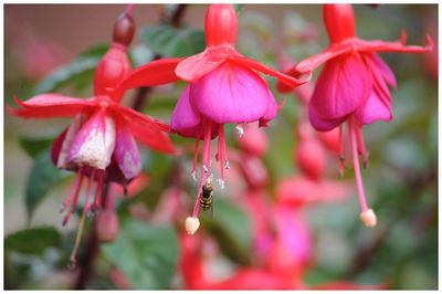 Close-up of pink flowers blooming outdoors