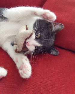 Close-up of cat with red eyes
