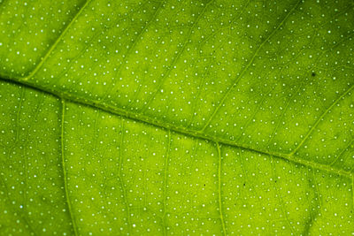 Full frame shot of wet leaves during rainy season