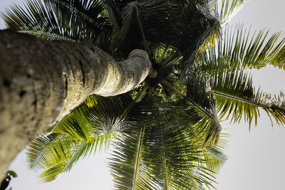 Low angle view of palm tree against sky