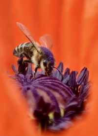 Close-up of bee pollinating on flower
