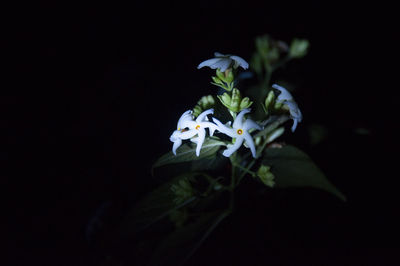 Close-up of flowering plant against black background