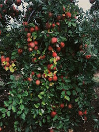 Orange fruits on tree