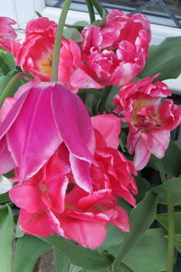 Close-up of pink flowers blooming outdoors