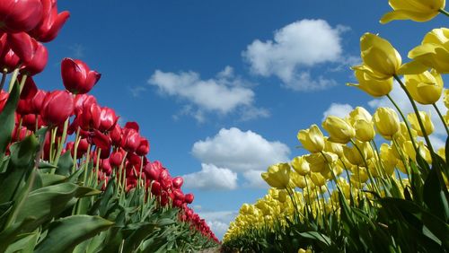 Low angle view of flowers against sky