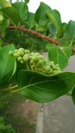 Close-up of fruit growing on plant