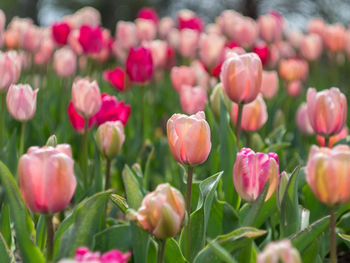 Close-up of tulips blooming outdoors