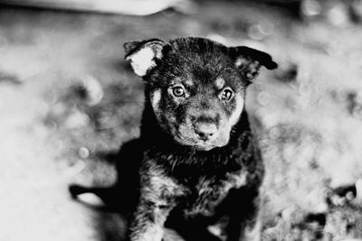 Close-up portrait of puppy