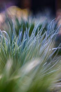 Close-up of grass growing on field